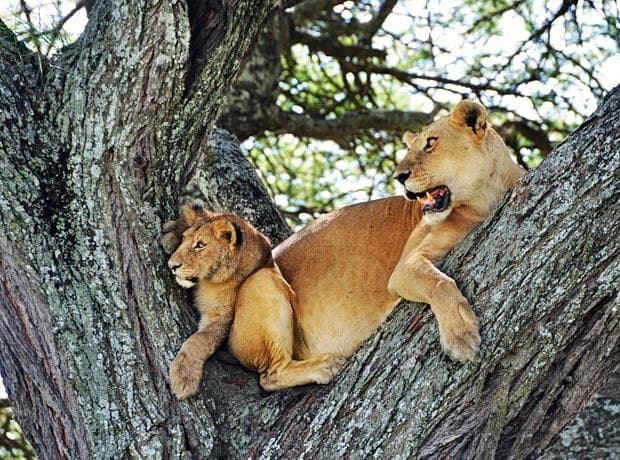 Tree-climbing lion