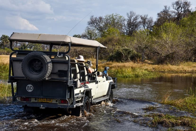 Linyanti Wild Dog Safari safari experience