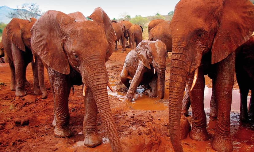 A herd of red elephants on a Tsavo game drive