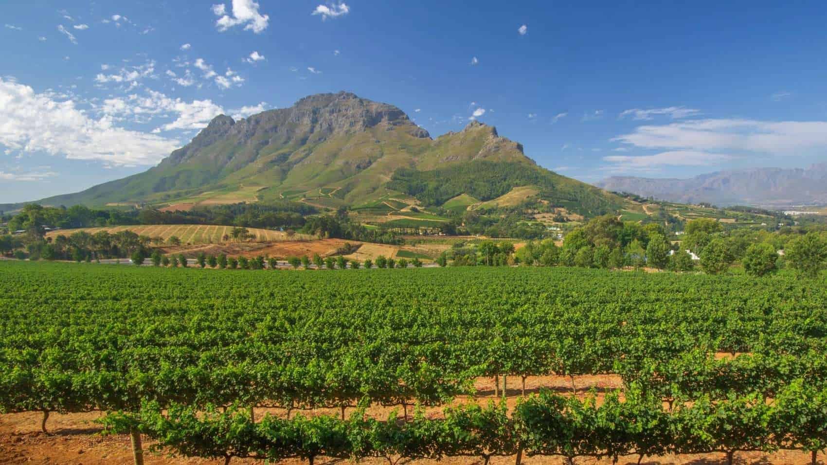 Cape Winelands destination hero image with safari wildlife