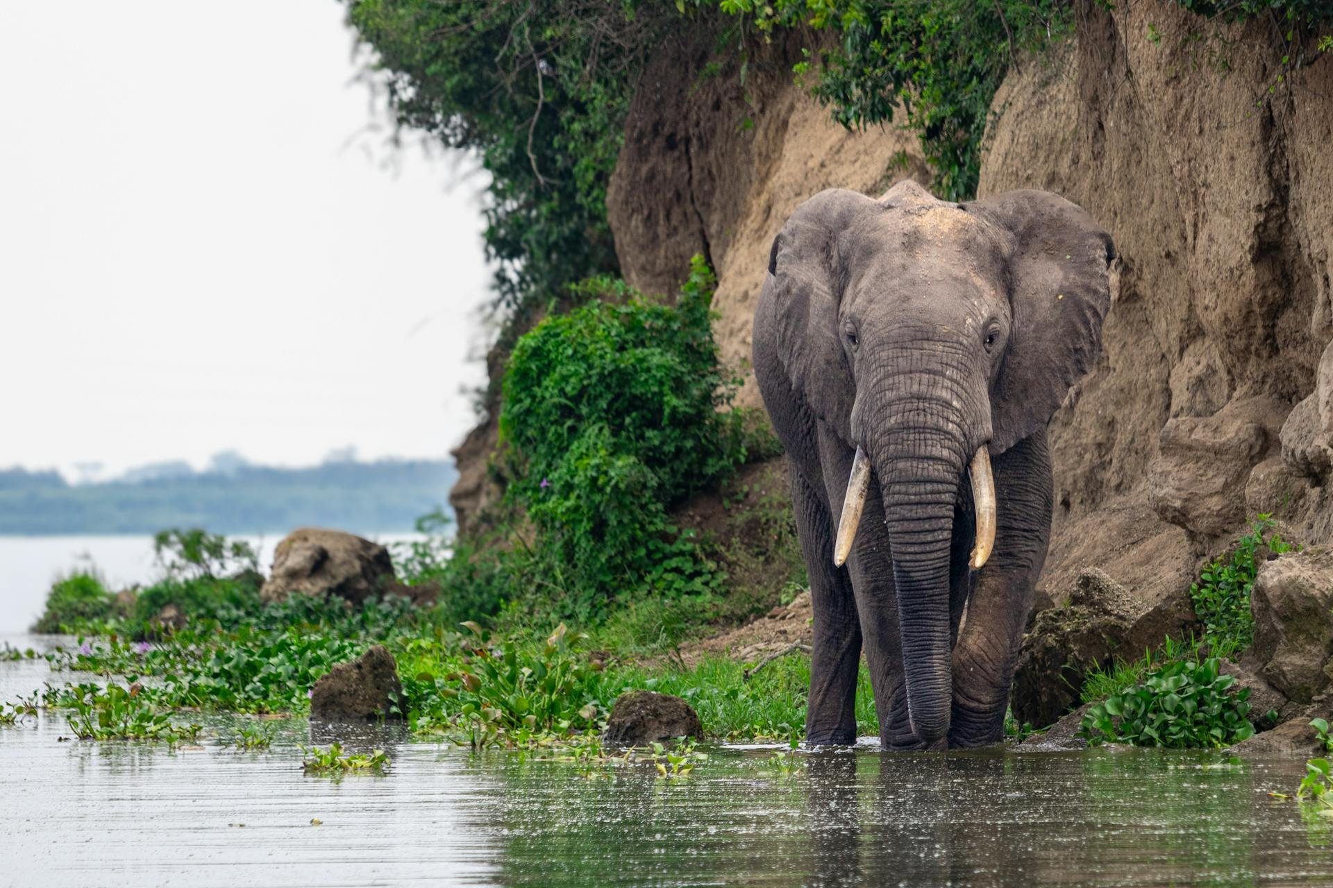 Chobe National Park, Botswana destination hero image with safari wildlife