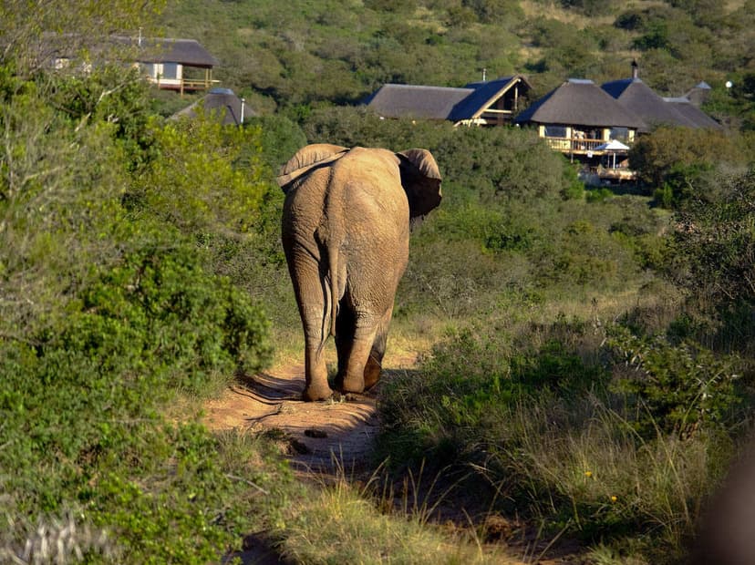 Pool and waterhole with elephant at Bukela Game Lodge