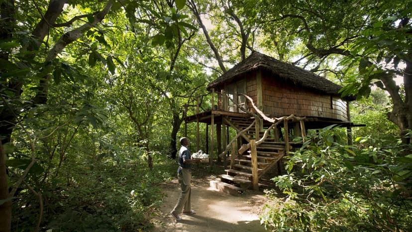 Treehouse forest lodge