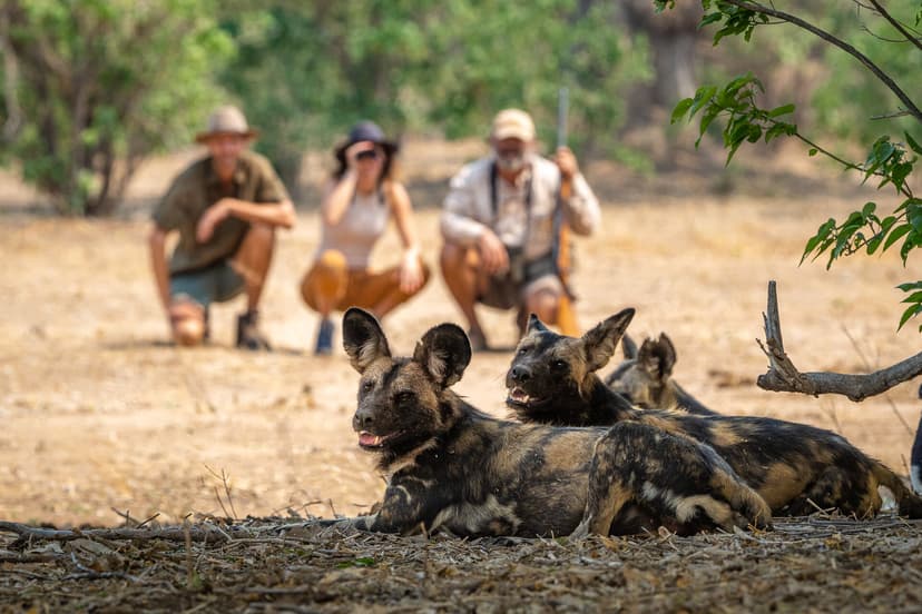 Classic tented John's Camp in the Mana Pools floodplain forest