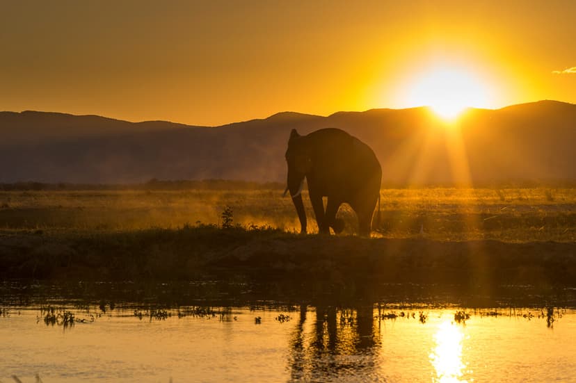 Golden sunset over the Zambezi River at Mana Pools