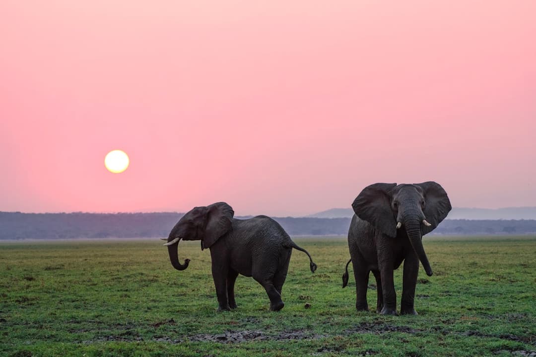 Private Full-Day Kruger Safari — Exclusive Vehicle — Kruger