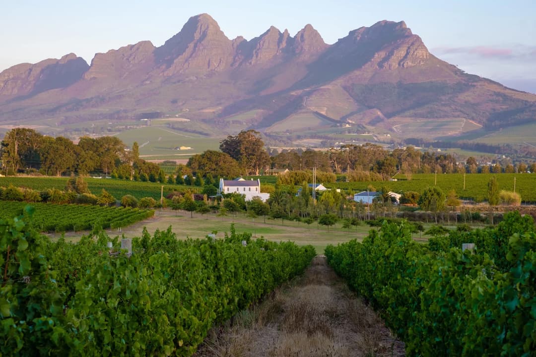 Franschhoek Wine Tram Experience — Cape Winelands
