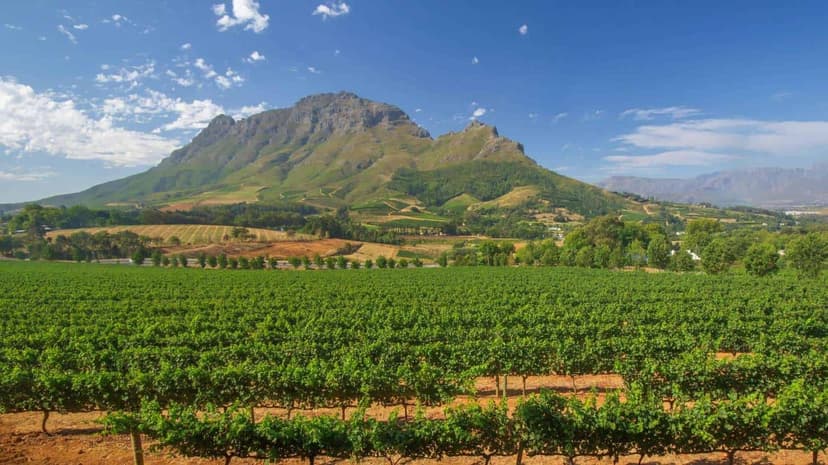 Vineyards of the Cape Winelands
