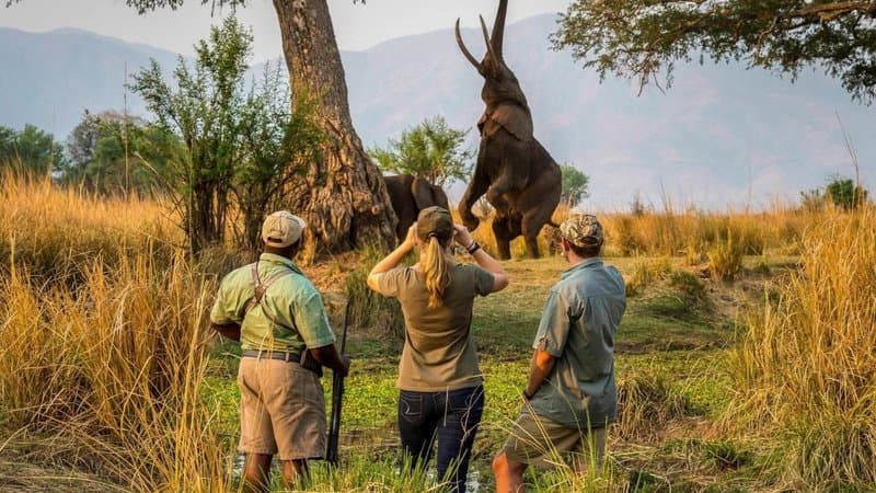 South Luangwa Explorer — Walking safari