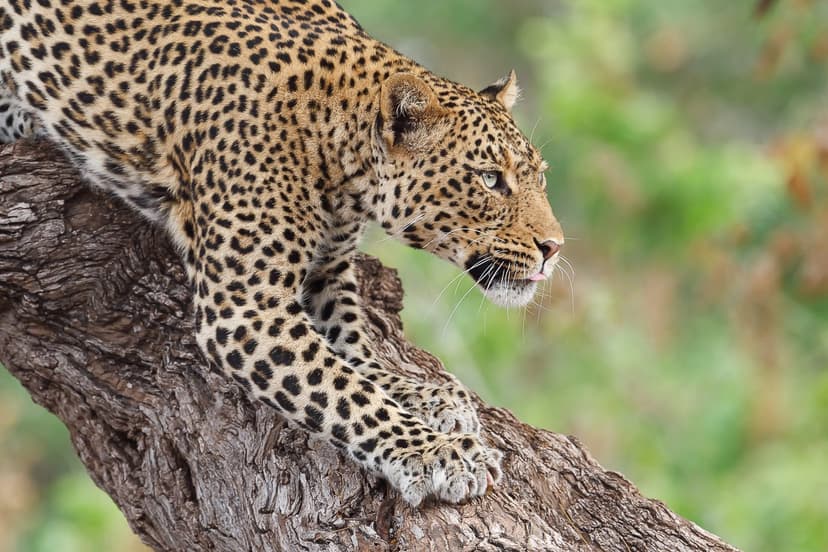 South Luangwa Explorer — Luangwa leopard