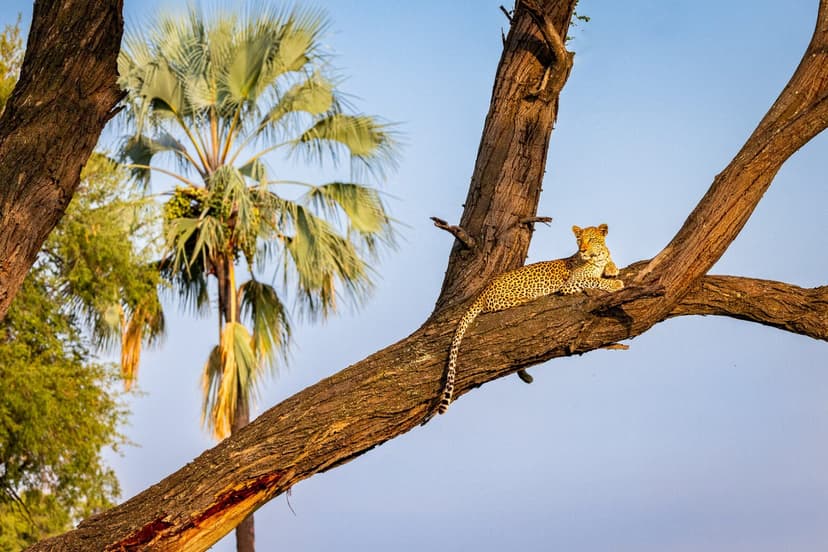 Leopard on the prowl at dusk