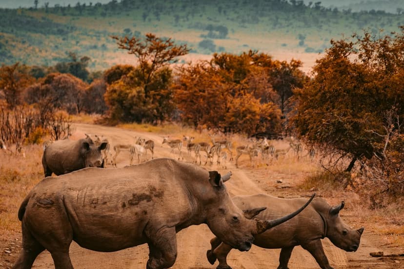 Kenya Big Cats Experience — Private guided safari moment