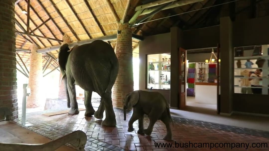 Day 1 - Arrive South Luangwa