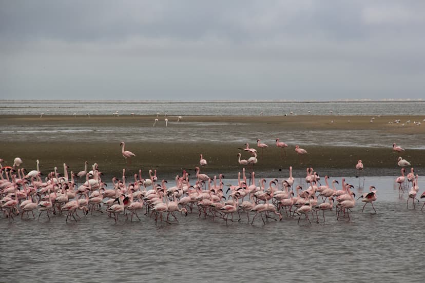 Flamingos on the Walvis Bay lagoon, Namibia coast