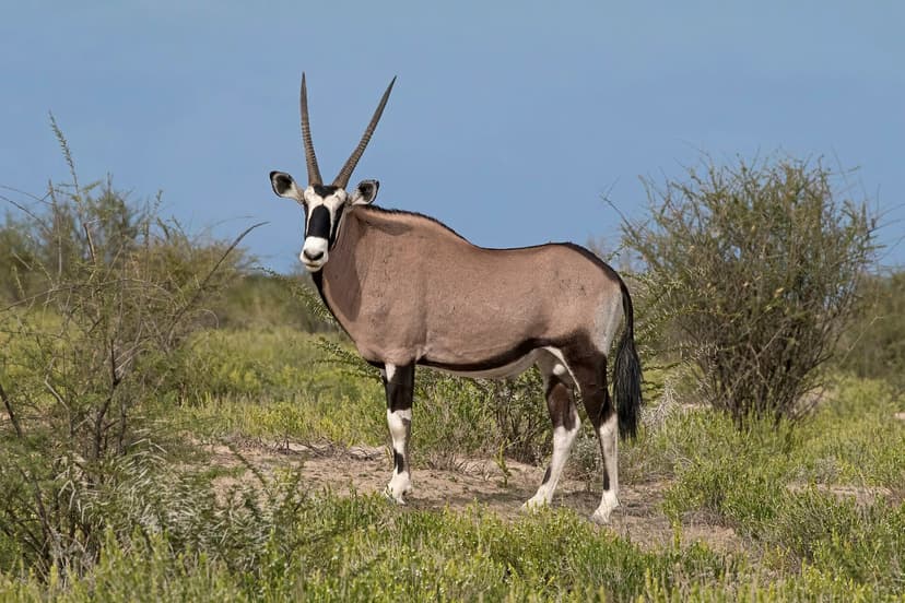 Gemsbok oryx standing on the gravel plains of the Namib