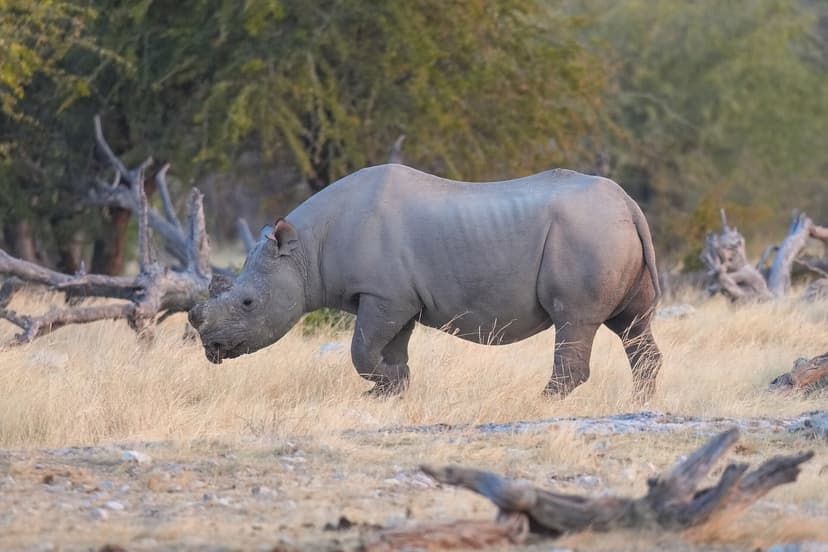 Black rhino in Etosha National Park, Namibia