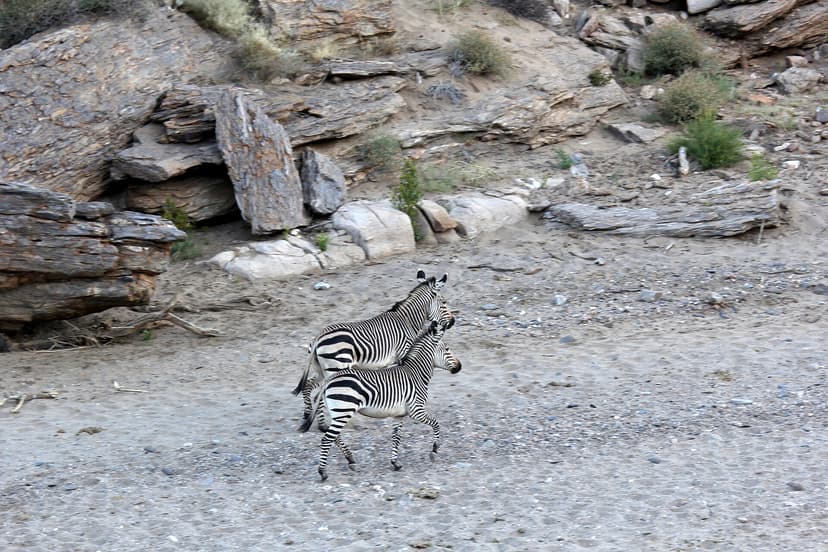 Zebra at a waterhole in Etosha National Park