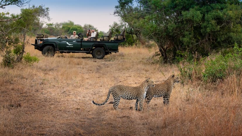 Leopard on a game drive at Phinda Private Game Reserve near Durban