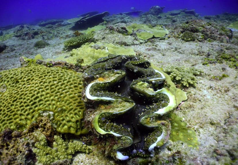Bazaruto Paradise — Diving Two Mile Reef