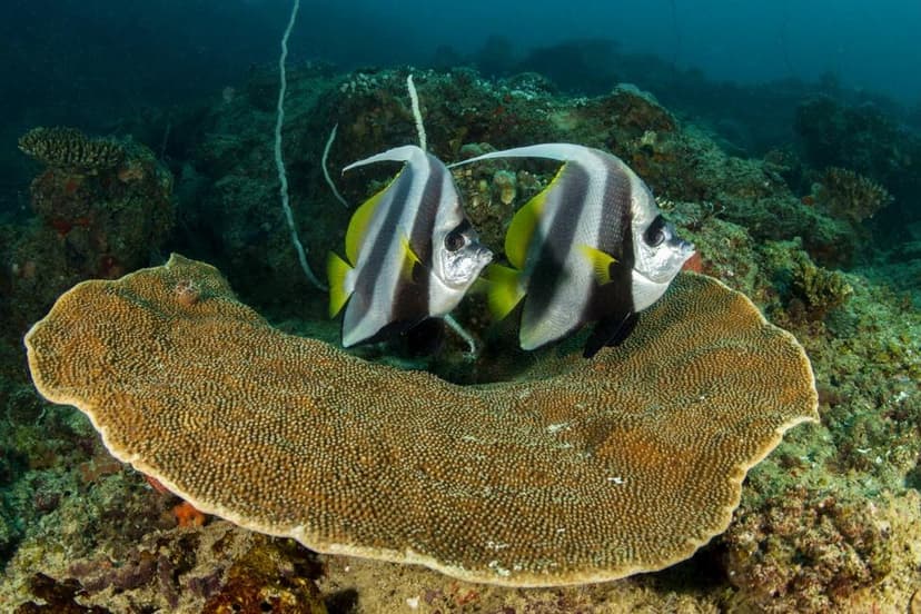 Bazaruto Paradise — Coral reef snorkelling