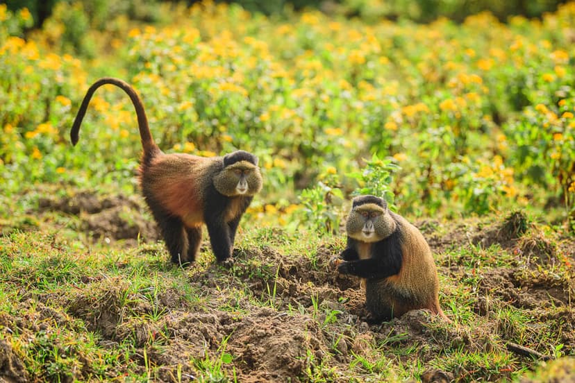 Rwanda Discovery - Kigali, Lake Kivu, Volcanoes Region