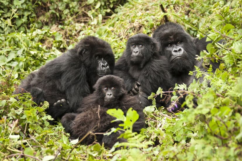 Gorilla Trekking Experience — Silverback gorilla