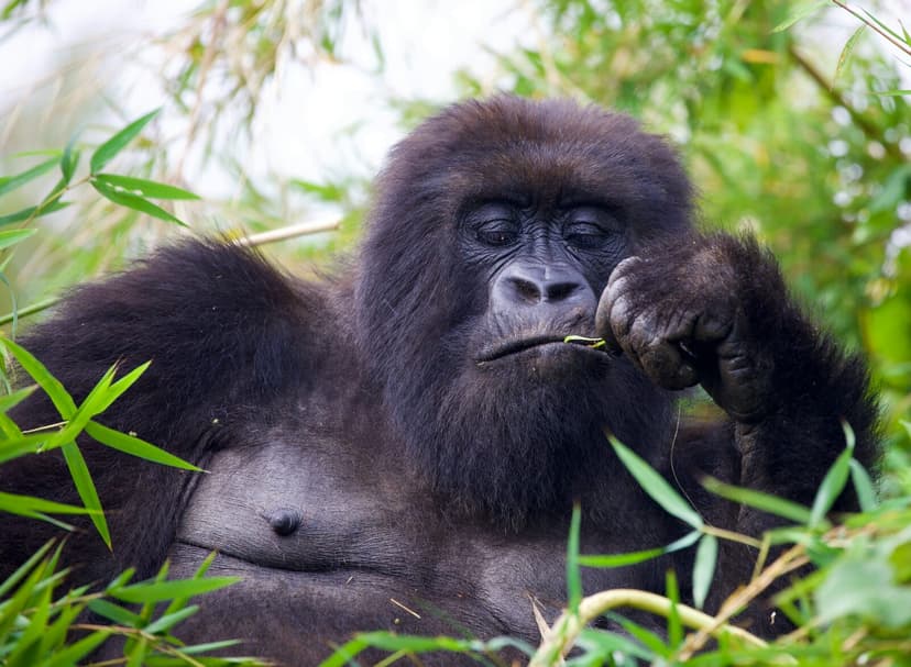 Gorilla Trekking Experience - Volcanoes National Park, Kigali