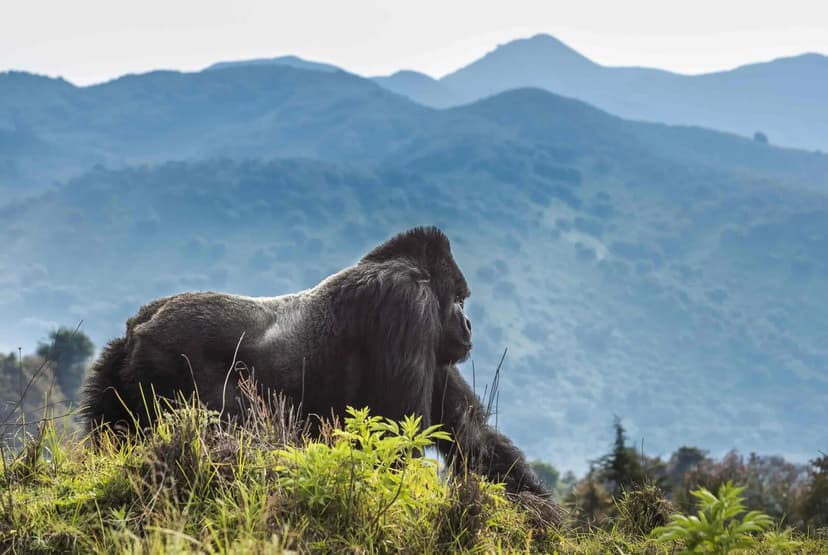 Volcanoes & Culture - Volcanoes National Park, Kigali