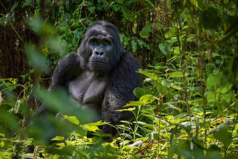 Bwindi & Queen Elizabeth — Mountain gorilla