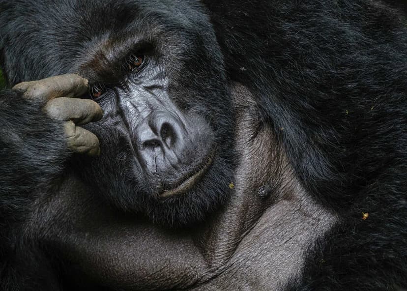 Ultimate Gorilla & Wildlife - Bwindi Impenetrable Forest, Queen Elizabeth National Park, Kibale Forest