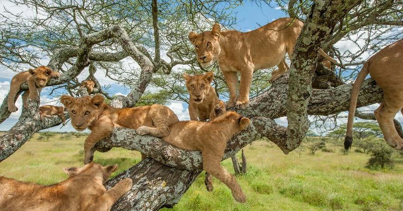 Bwindi & Queen Elizabeth — Tree-climbing lion