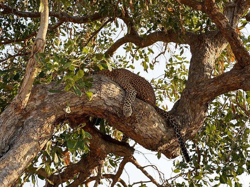South Luangwa Explorer - South Luangwa National Park
