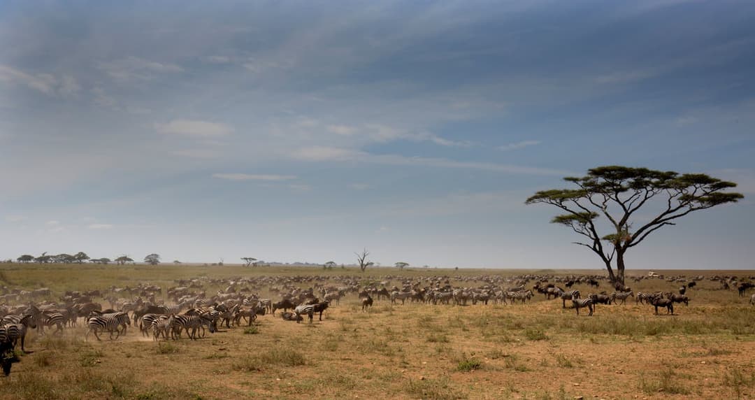 Day 1 - Arusha → Serengeti