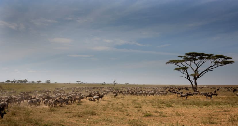 Tanzania Grand Safari — Breathtaking African landscape