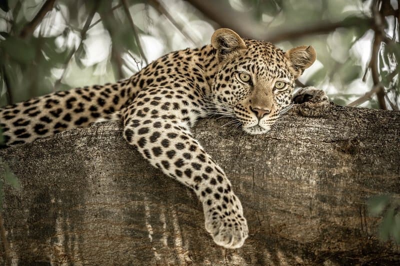 Leopard close-up Sabi Sands