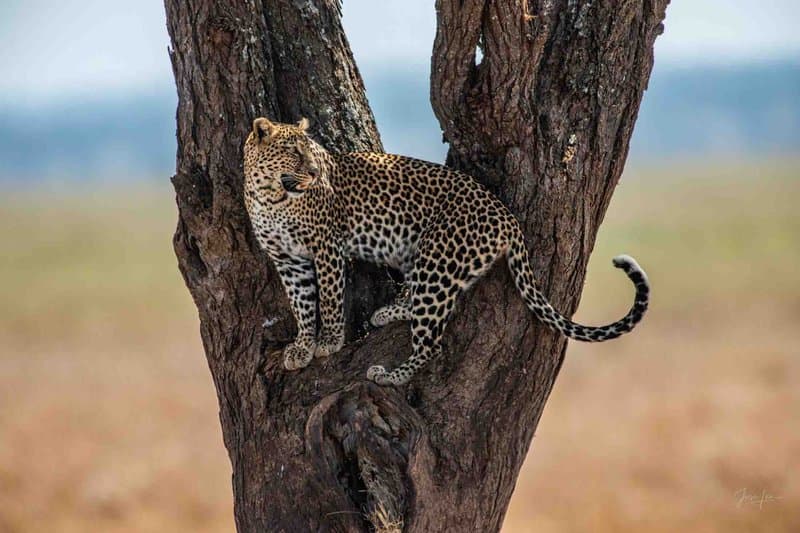 Leopard sighting on honeymoon safari