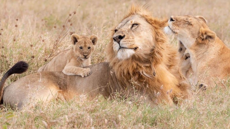 Lion pride in Serengeti National Park