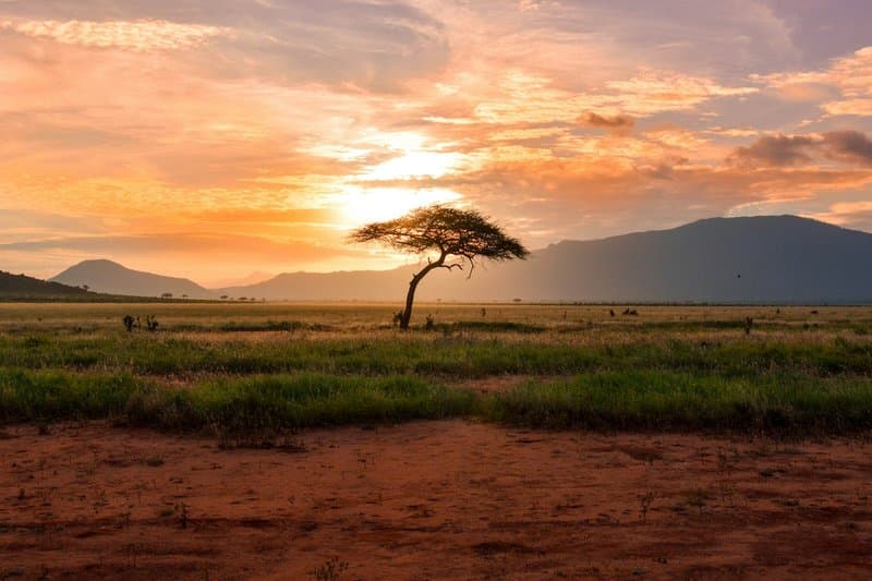 Lion photography in golden light