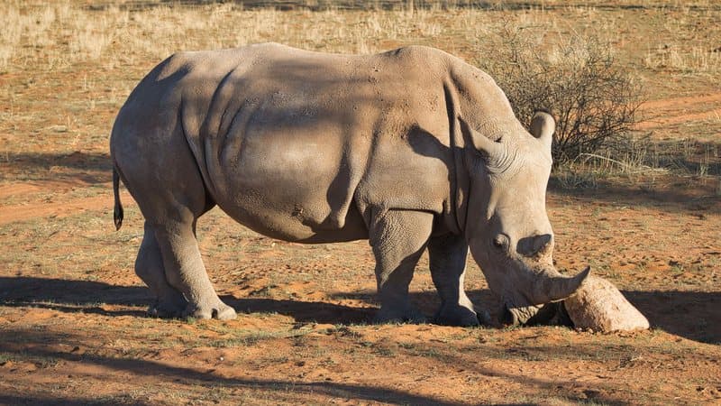 Rhino sighting on family safari