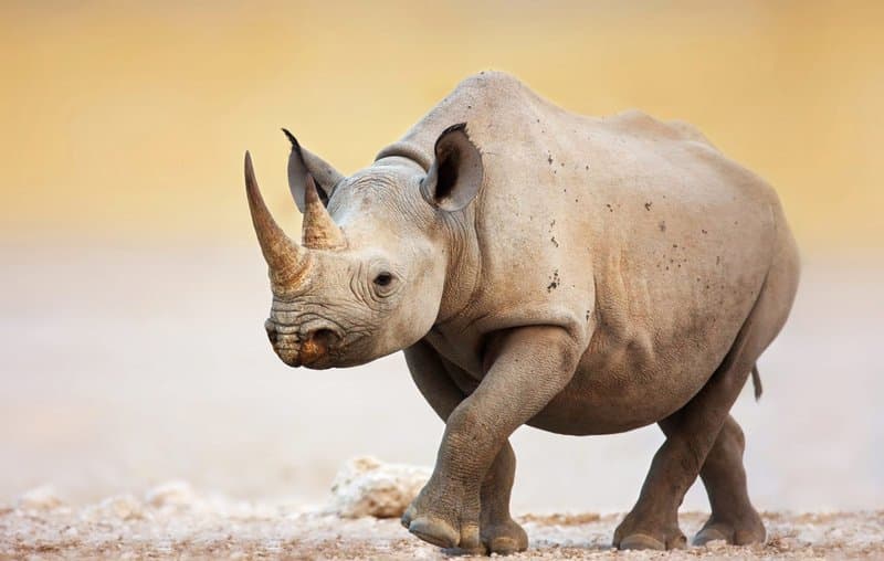 Rhino portrait photography
