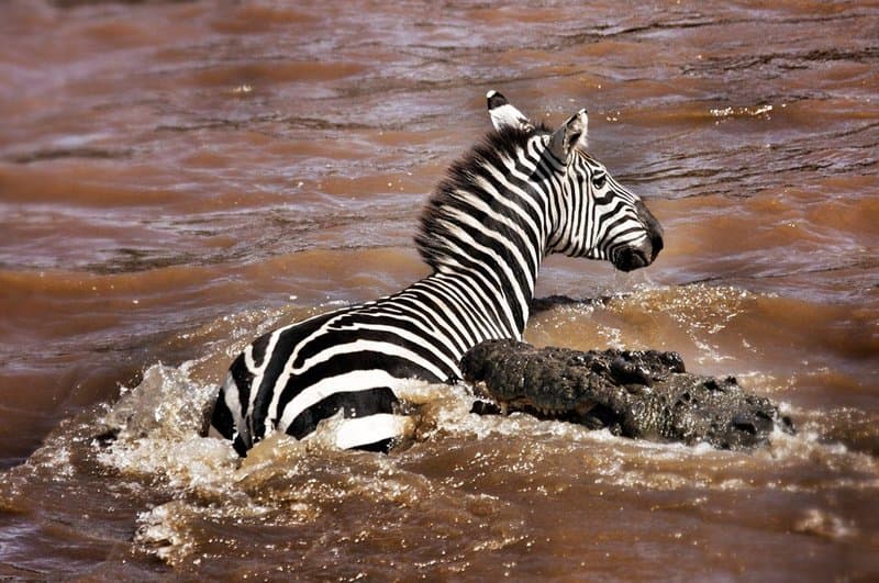 Wildlife on Eastern Cape safari
