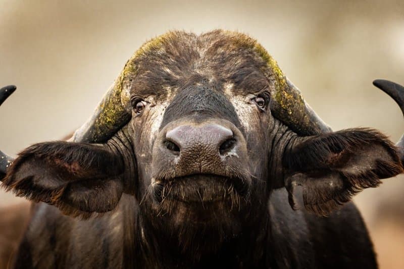 Buffalo herd in the Greater Kruger