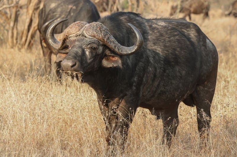 Buffalo herd at Chobe waterfront