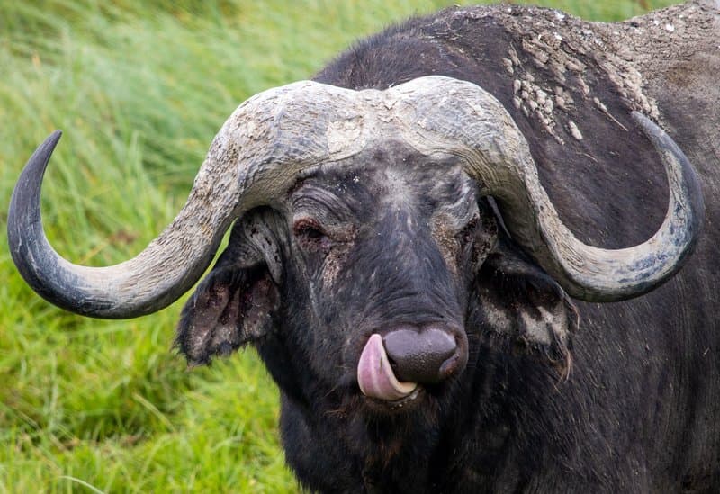 Cape buffalo herd in the reserve