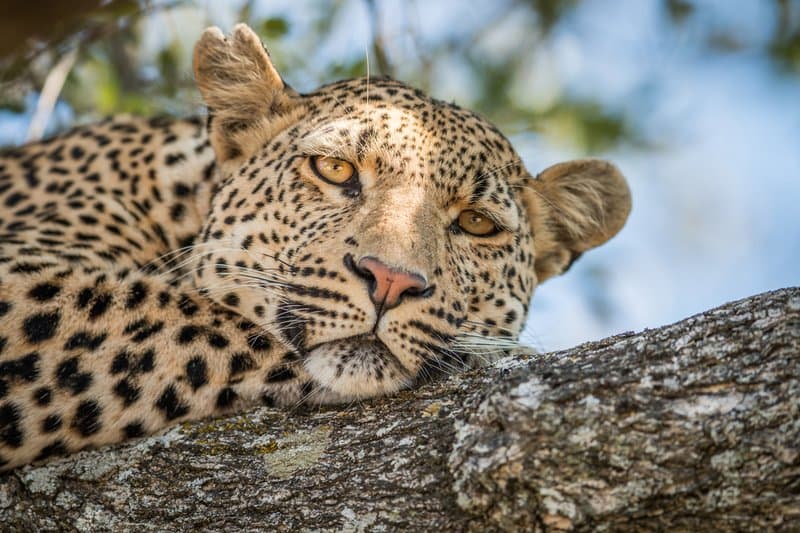 Leopard surveying its territory