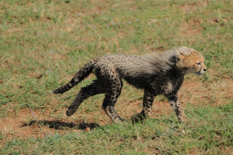 Kenya Big Cats Experience — Breathtaking African landscape