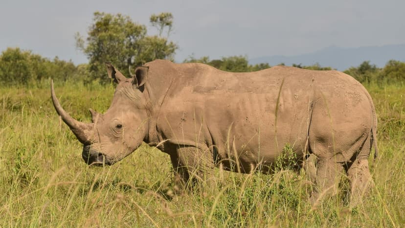 Rhino on a Greater Kruger game drive