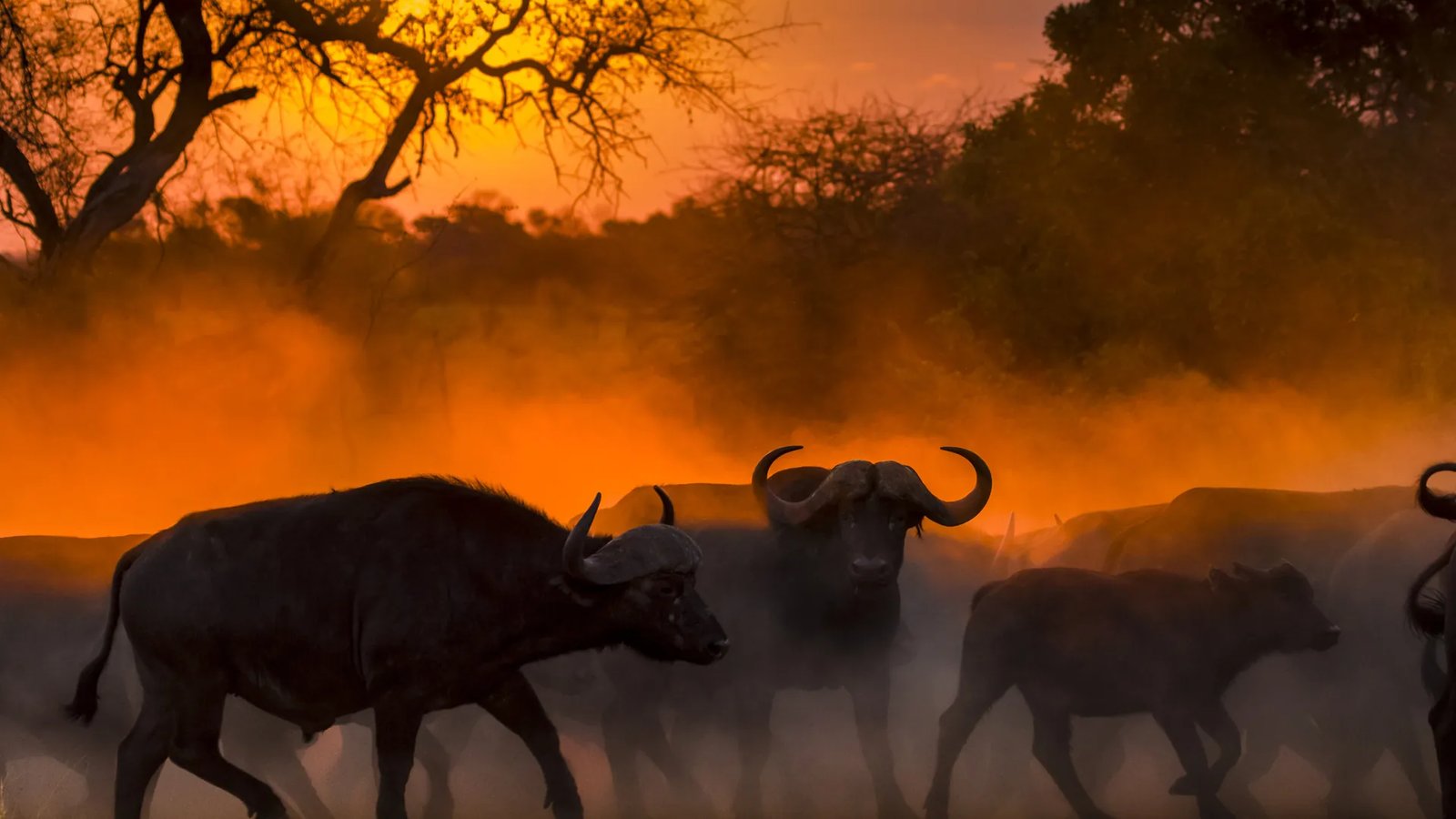 Buffalo in Kruger National Park