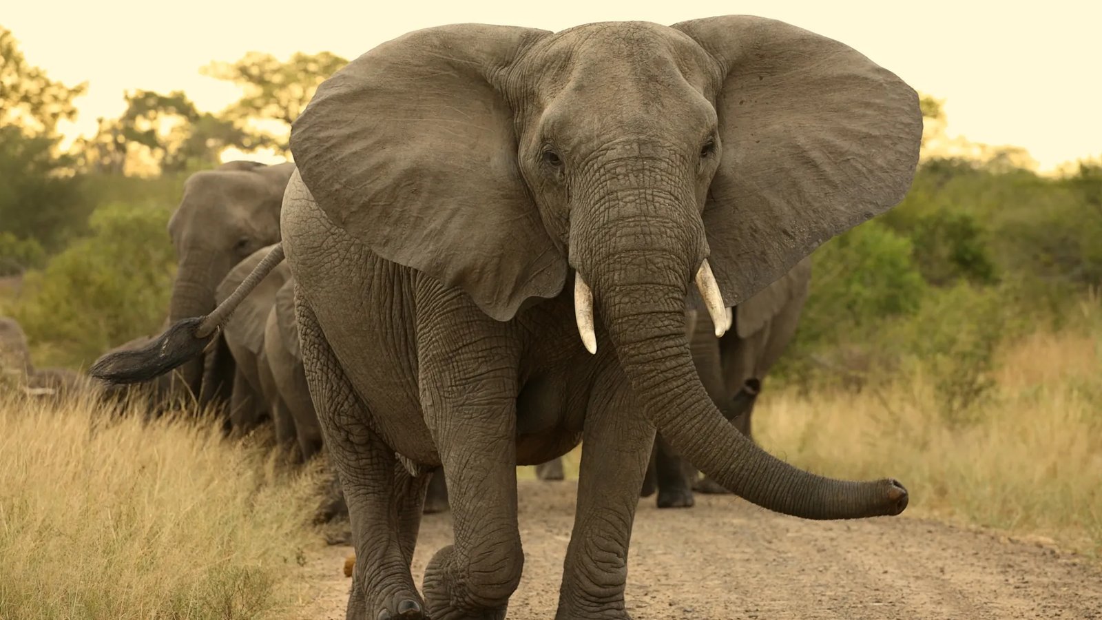 Elephant in Kruger National Park