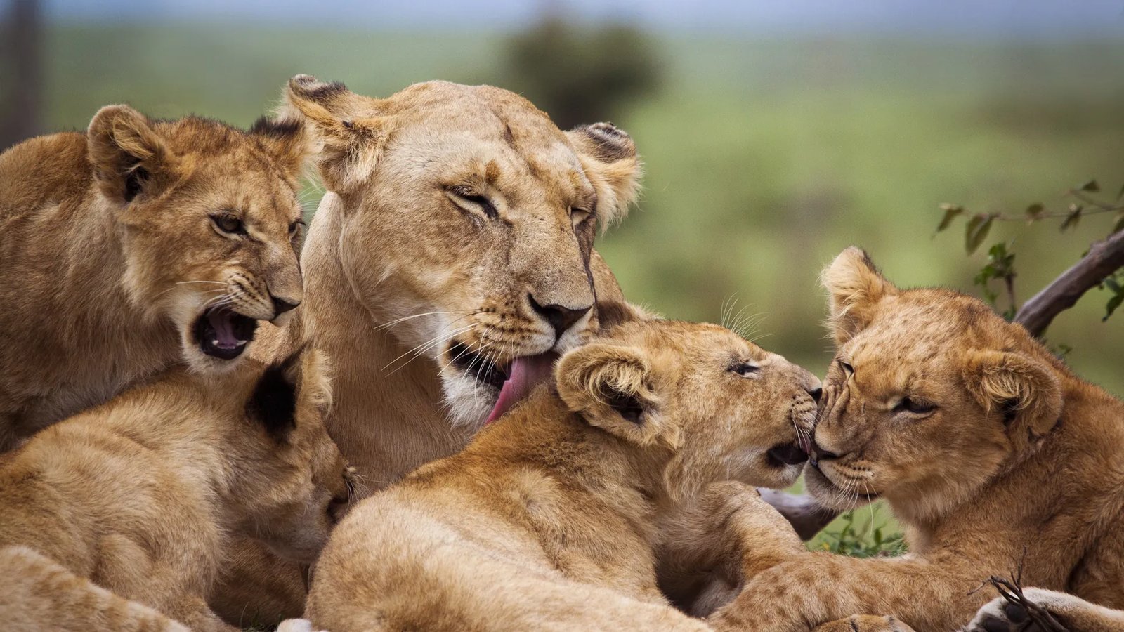 Lion in Kruger National Park